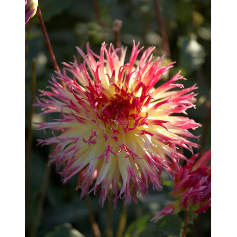 Dahlia Cactus Lindsey Michelle 1-pak NYHET