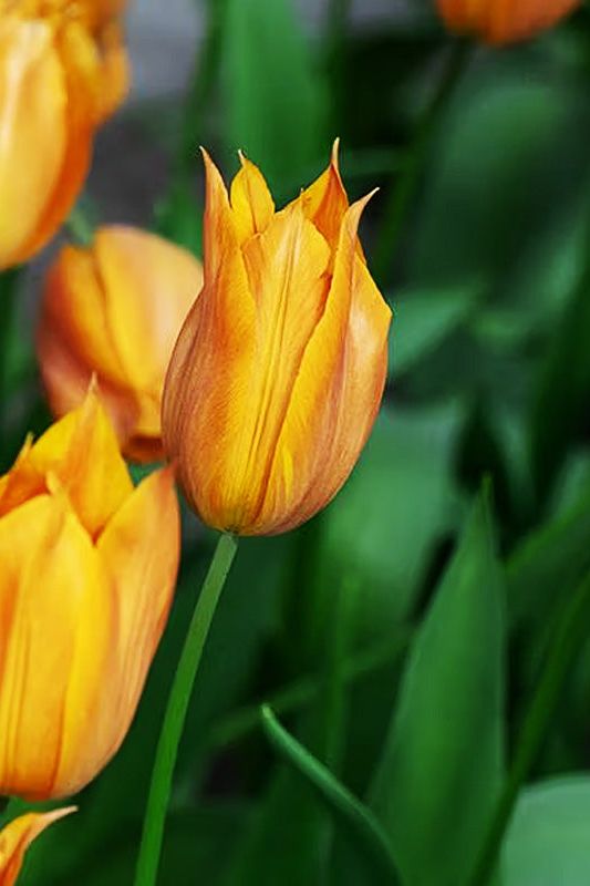 Tulip Triumph Request 10-pakning (NY)