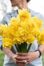 Narcissus Dick Wilden 3-pakning