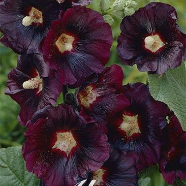 Stockrose-Alcea Maroon 1-pakke