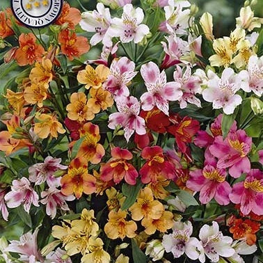 Alstroemeria Mixed 3-pakning