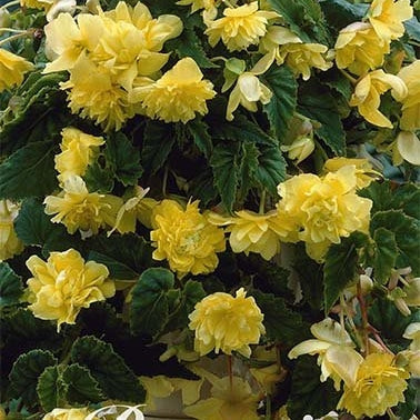 Begonia Pendula 'Yellow' 3-pakning