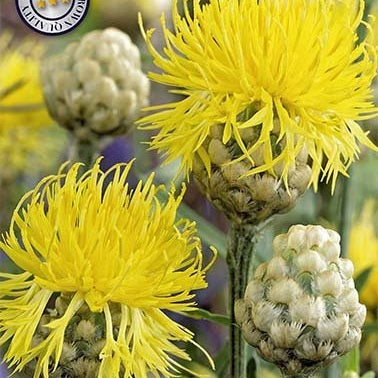 Centaurea Orientalis 1-pakning