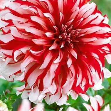 Dahlia Dekorativ Catching Fire 1-pakke