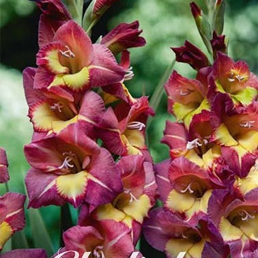Gladiolus Breceria 10-pakning