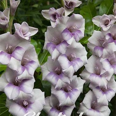 Gladiolus Candor Pasa 10-pakning