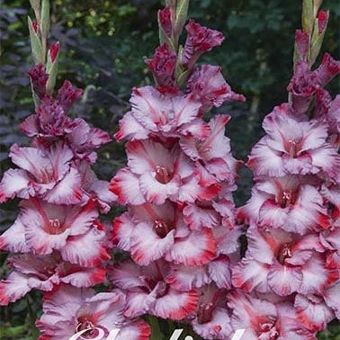 Gladiolus Ted's Trumpet 10-pakning