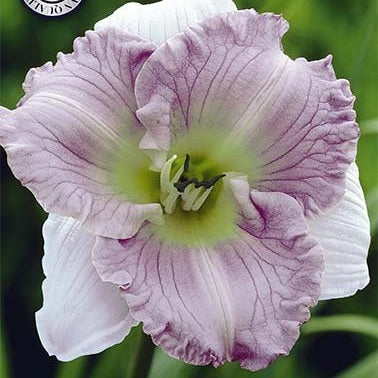 Daglilje-Hemerocallis Ellonore 1-pakning