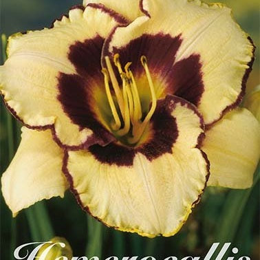 Daglilje-Hemerocallis Sabine Bauer 1-pakke
