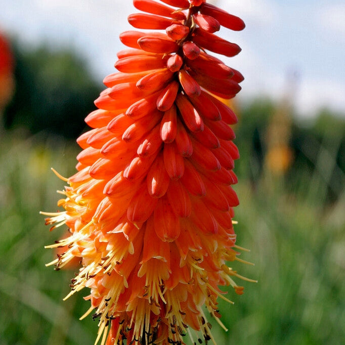 Fakkellilje-Kniphofia Red Alcazar 1-pakning