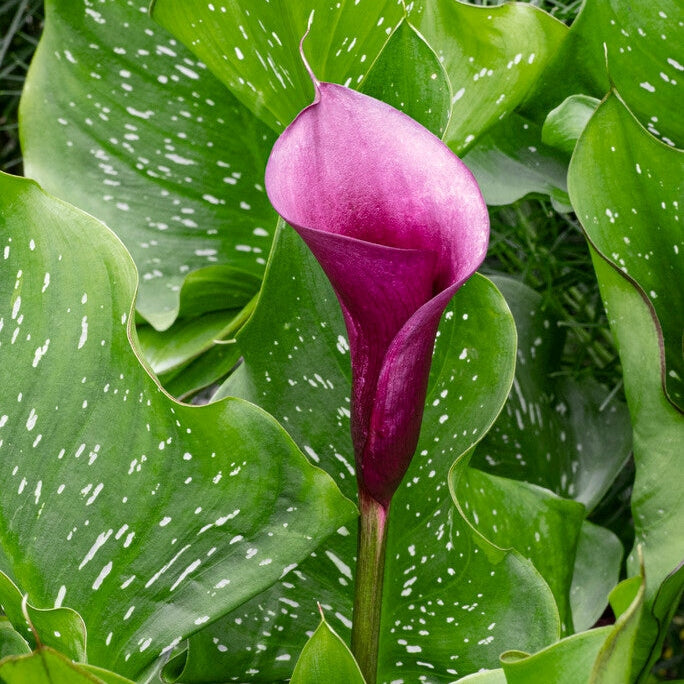 Zantedeschia Naomi 1-pakning