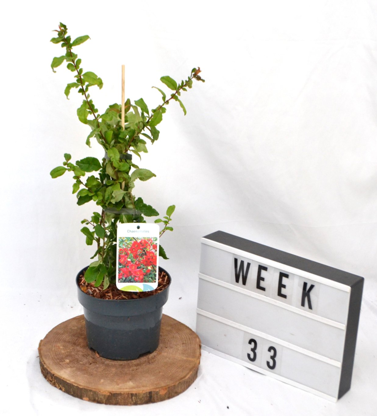 Chaenomeles sup. 'Crimson and Gold' - C2 50-60 CM