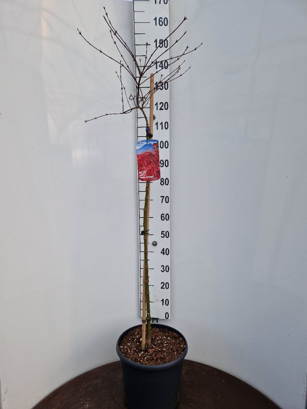 Acer pal. 'Inaba-shidare' - 90 CM Stem C20