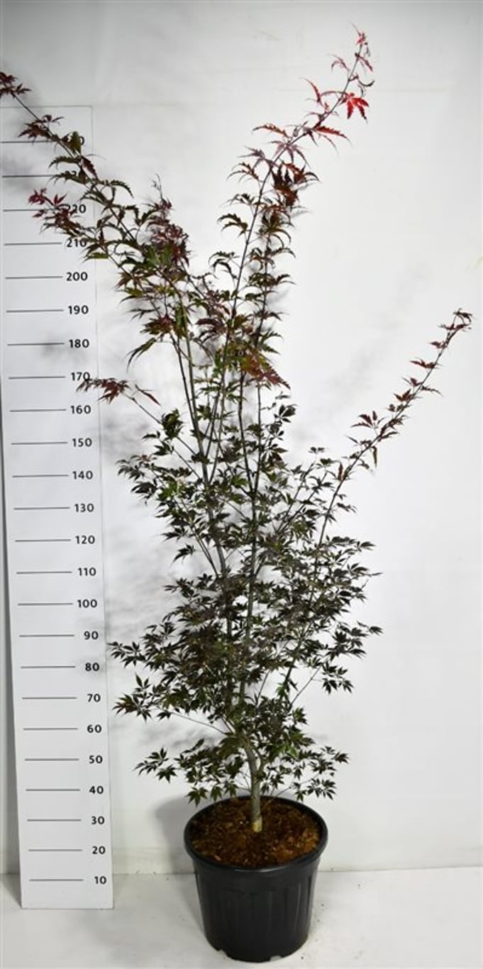 Acer pal. 'Black Lace' - C35 175-200 CM