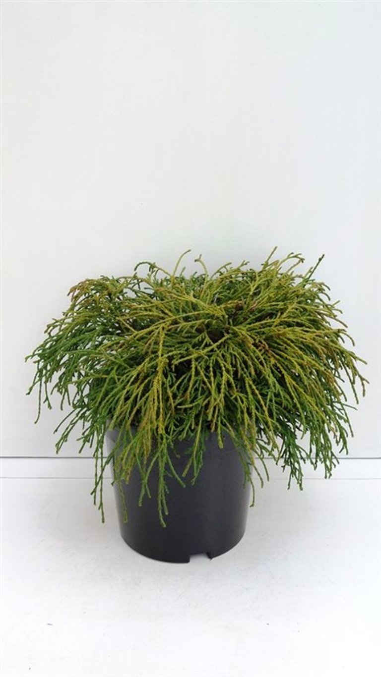 Chamaecyparis p. 'Filifera Nana' - C3 25-30 CM