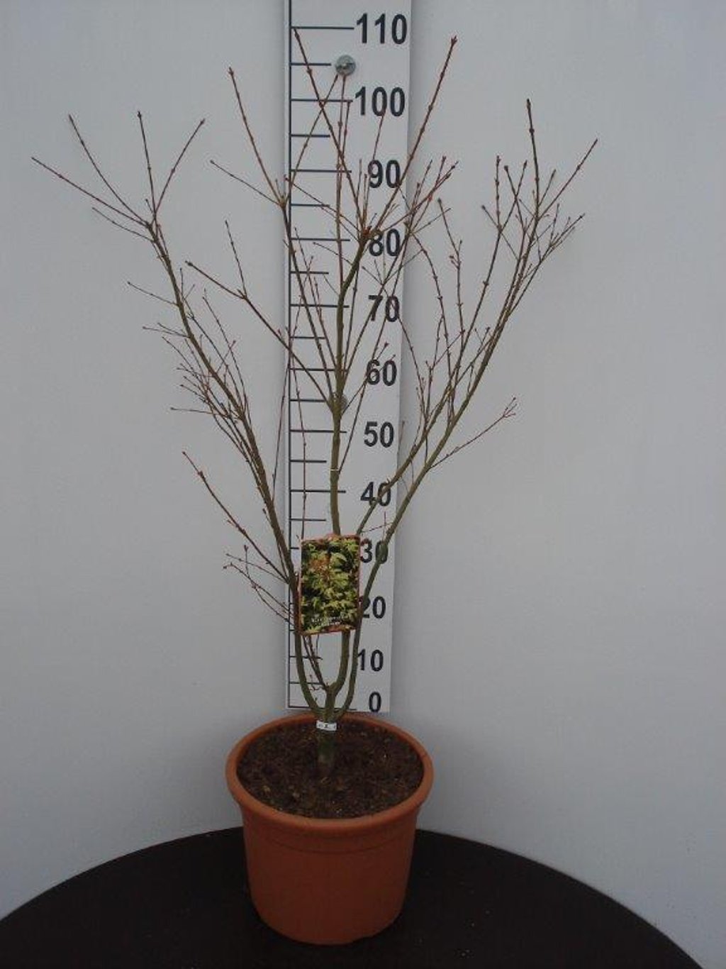 Acer pal. 'Katsura' - C20 100-125 CM