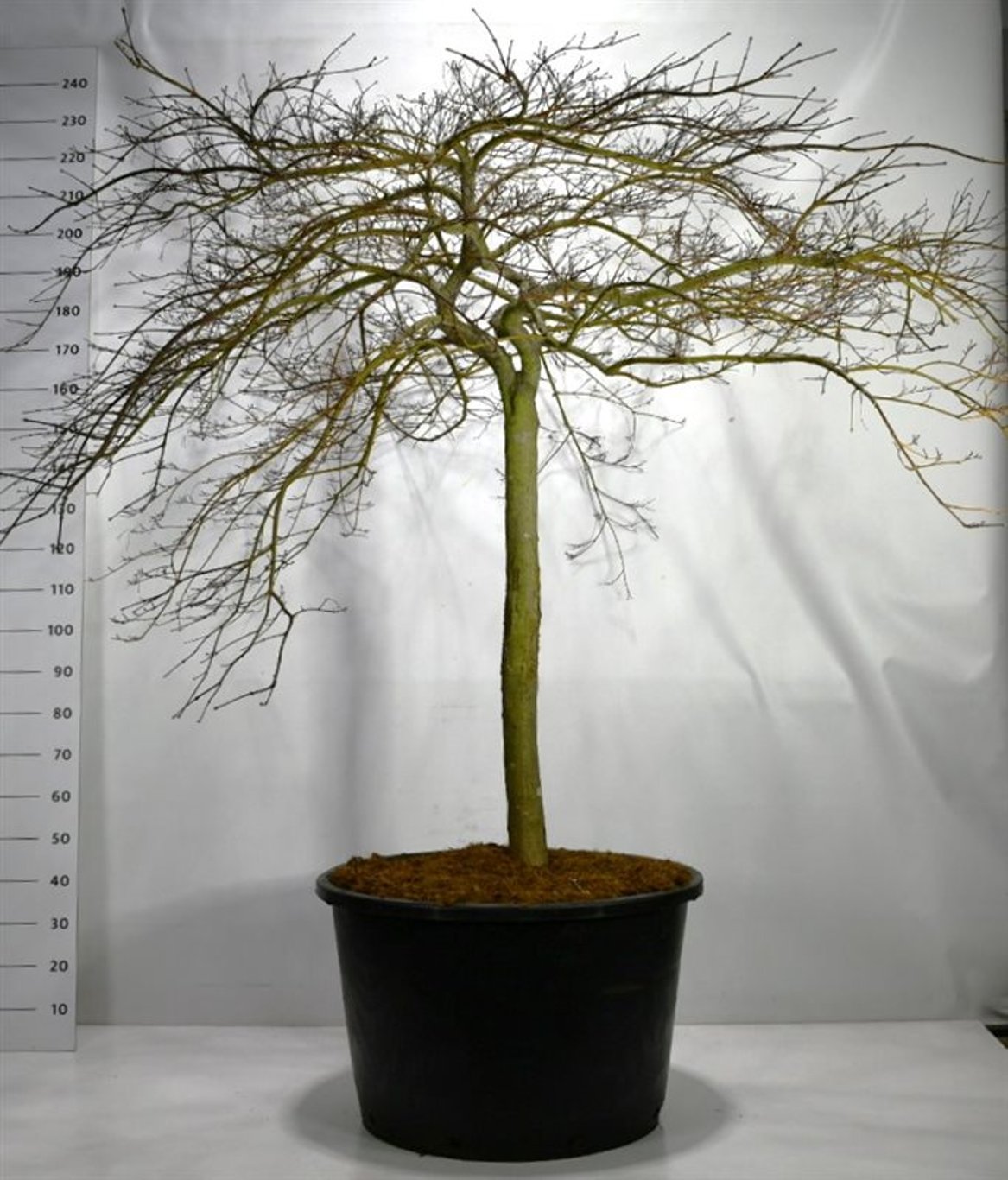 Acer pal. 'Inaba-shidare' - 90 CM Stem Cont.