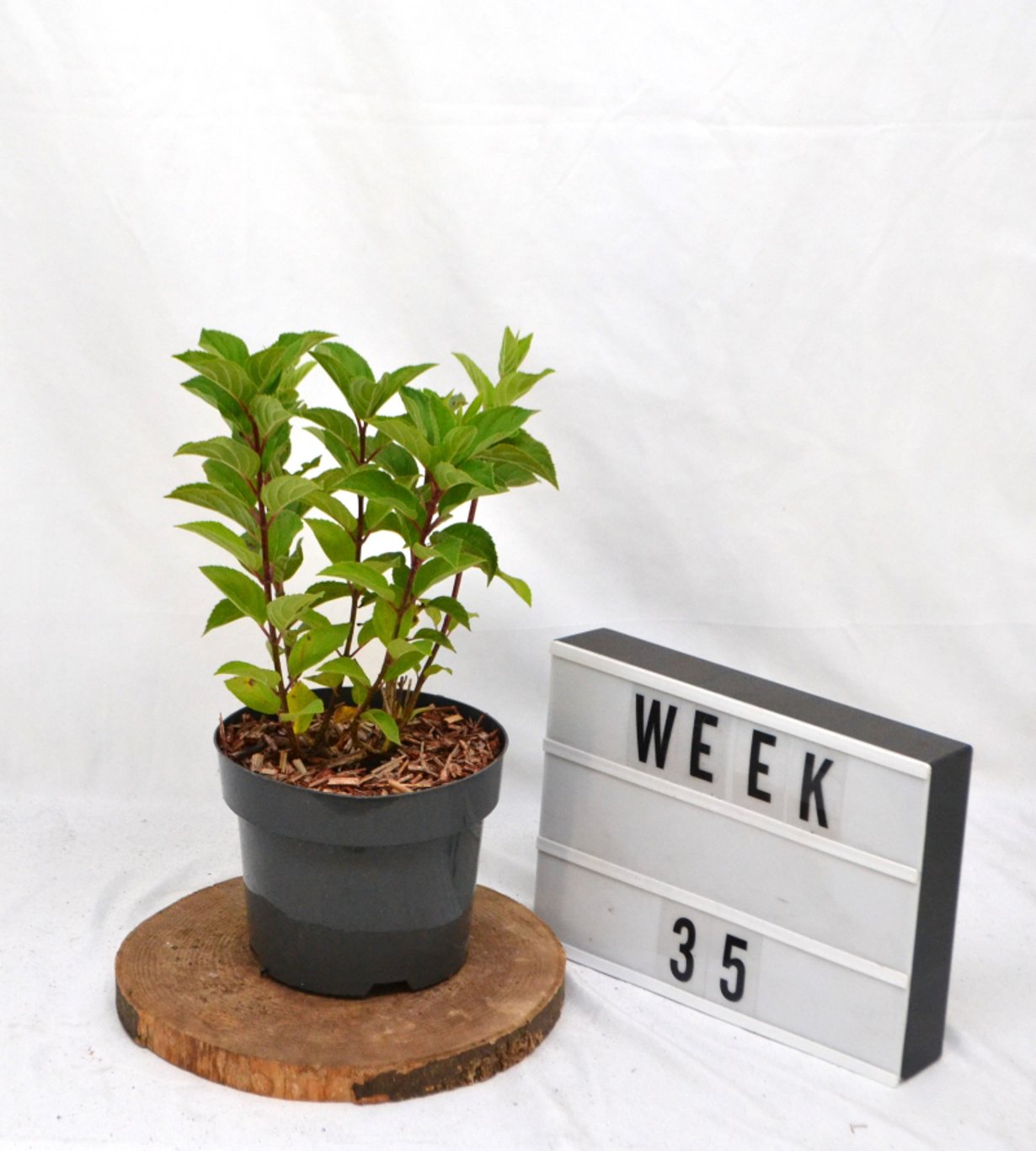 Hydrangea pan. 'Hercules' - C3 20-40 CM