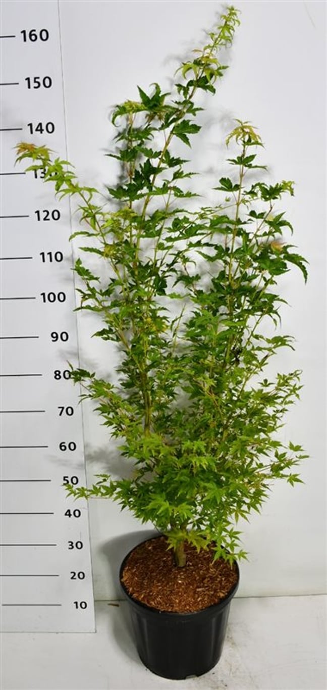 Acer pal. 'Sangokaku' - C20 100-125 CM