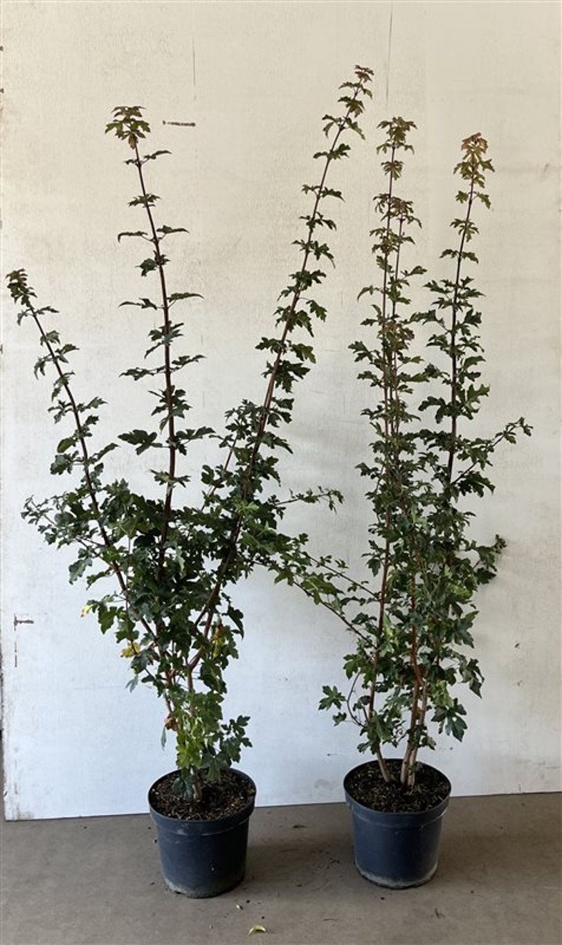 Acer campestre - C7,5 125-150 CM