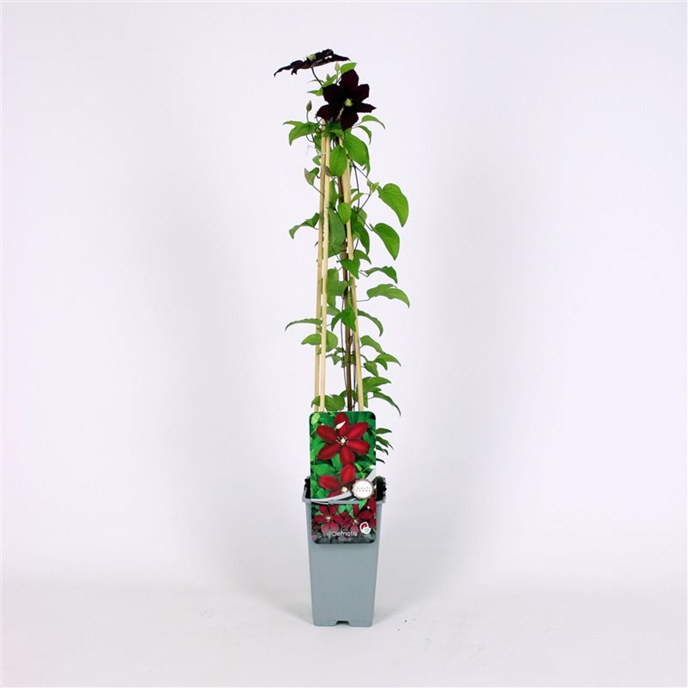 Clematis 'Niobe' - C2 70/+ CM