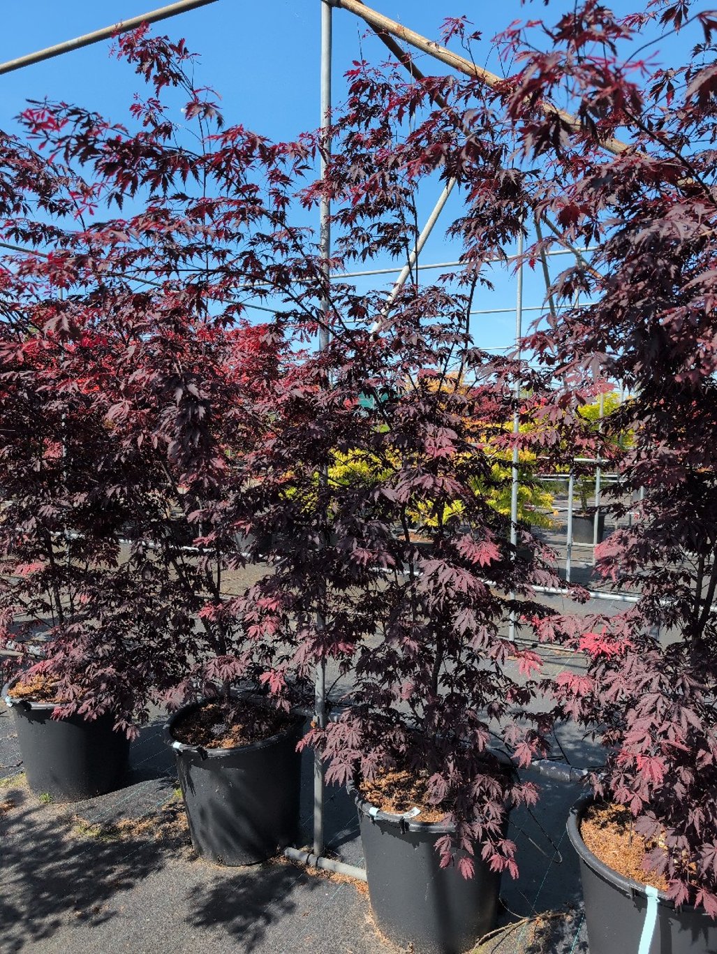 Acer pal. 'Burgundy Lace' - C70 150-175 CM