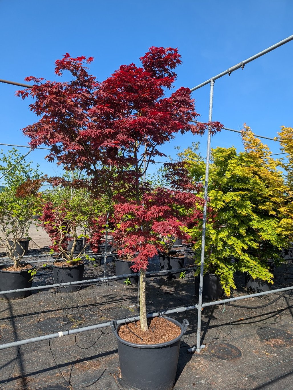 Acer pal. 'Bloodgood' - 50 CM Stem Cont.