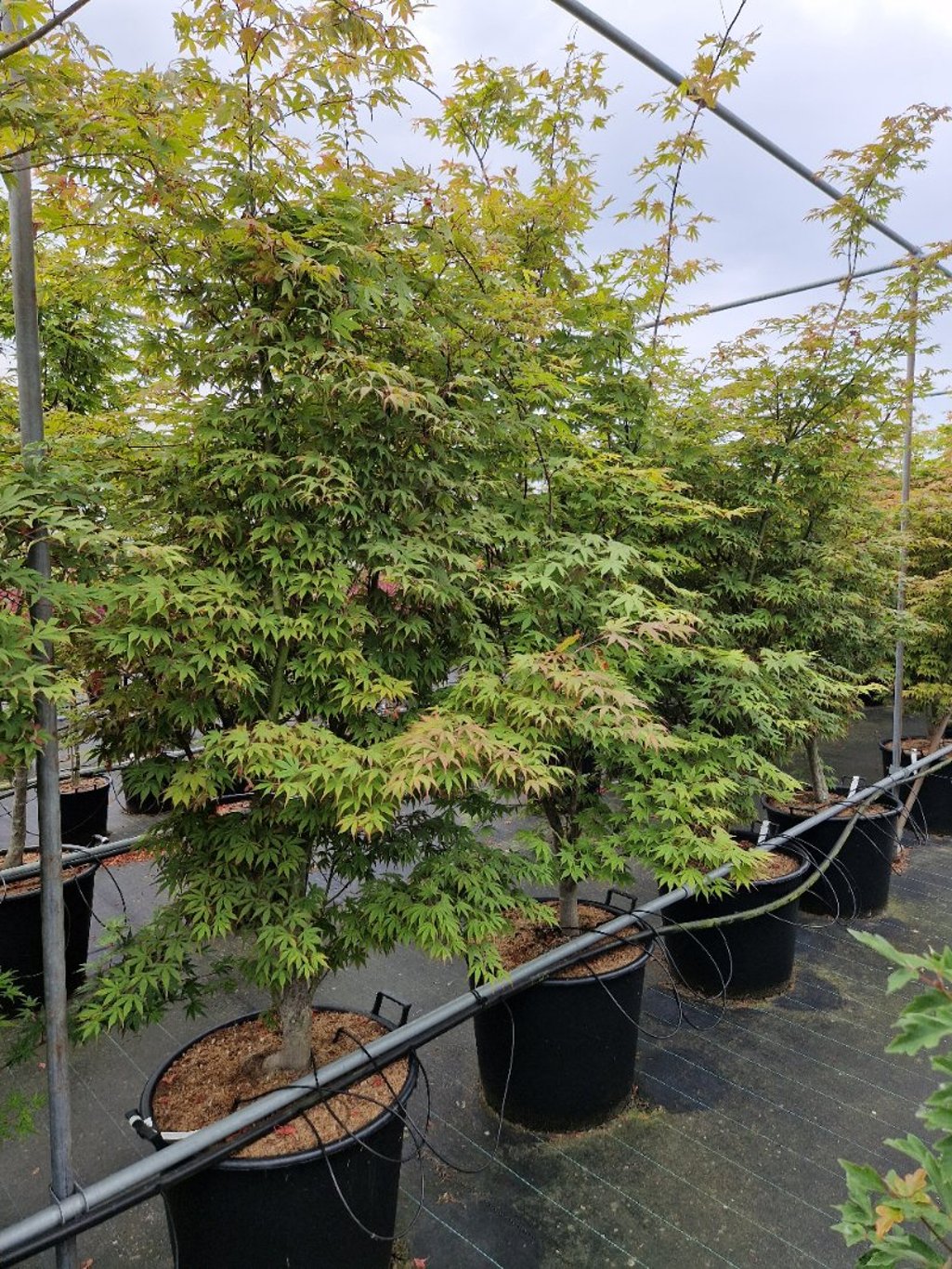 Acer pal. 'Osakazuki' - C90 175-200 CM