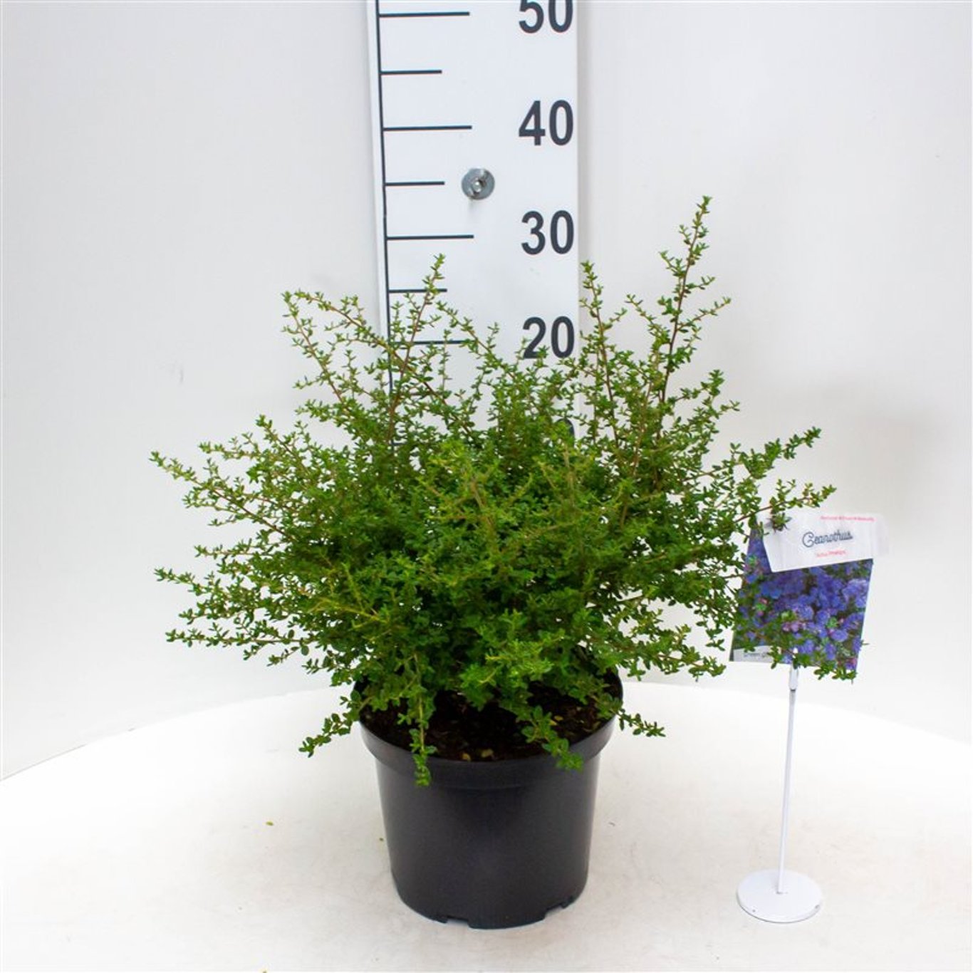 Ceanothus 'Julia Phelps' - C5 30-40 CM