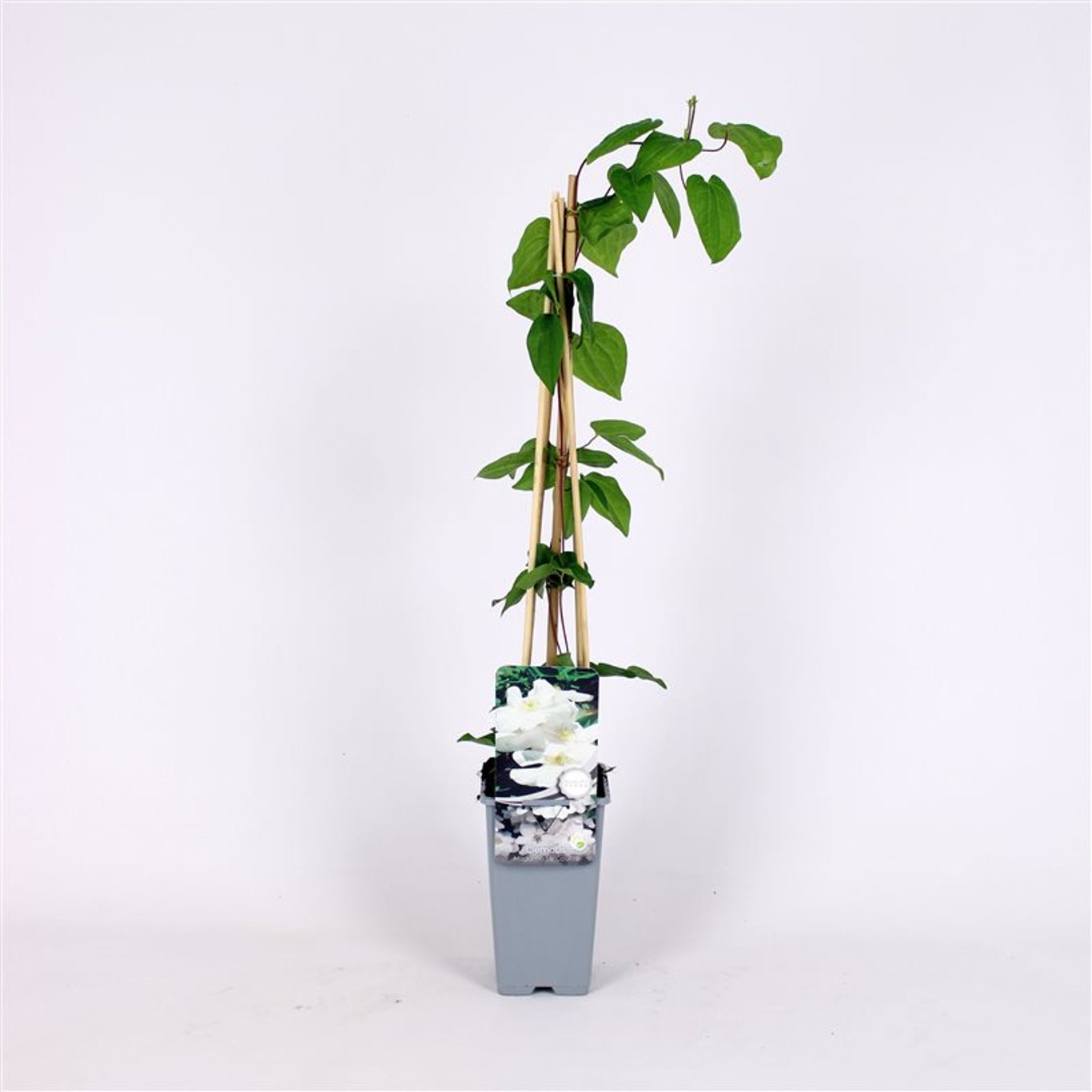 Clematis 'Mevrouw Le Coultre' - C2 70/+ CM