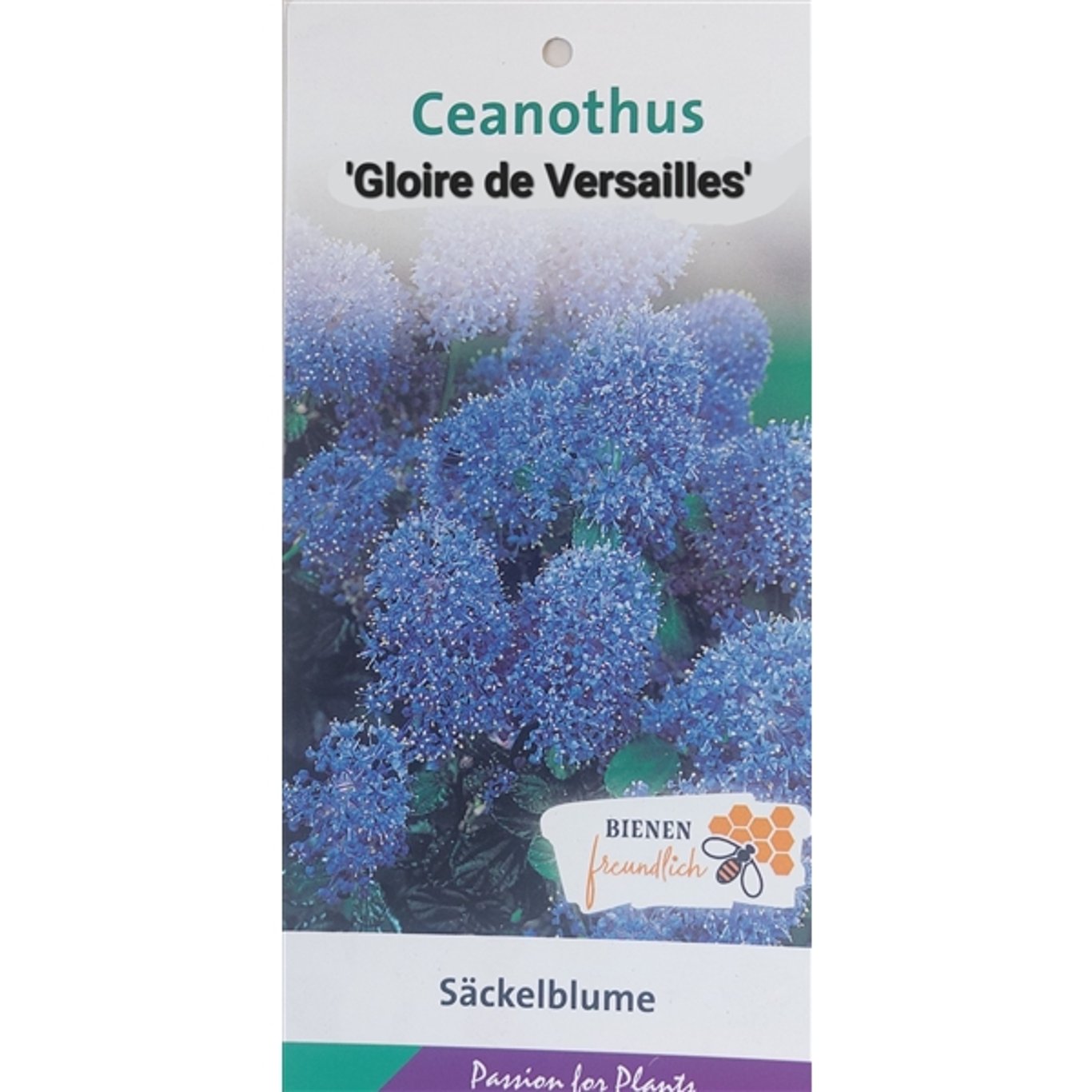 Ceanothus del. 'Gloire de Versaille - C5 40-50 CM