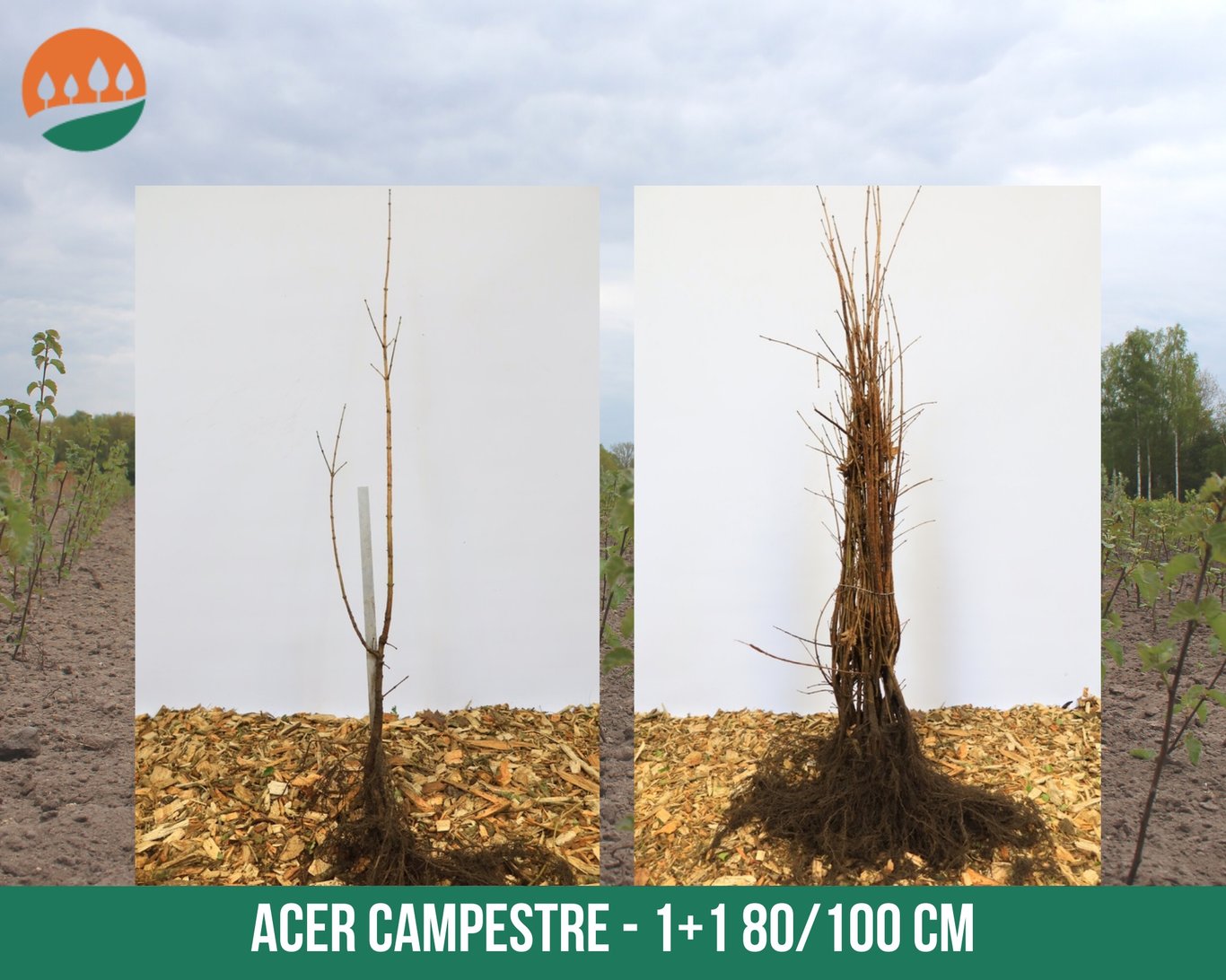 Acer campestre - 80-120 CM bare root 1/1