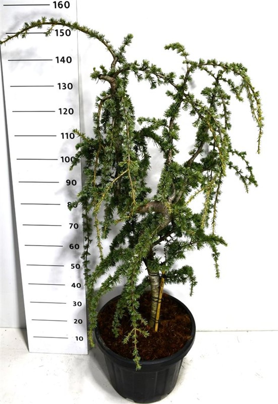 Cedrus atl. 'Glauca Pendula' - 30 CM Stem Cont.