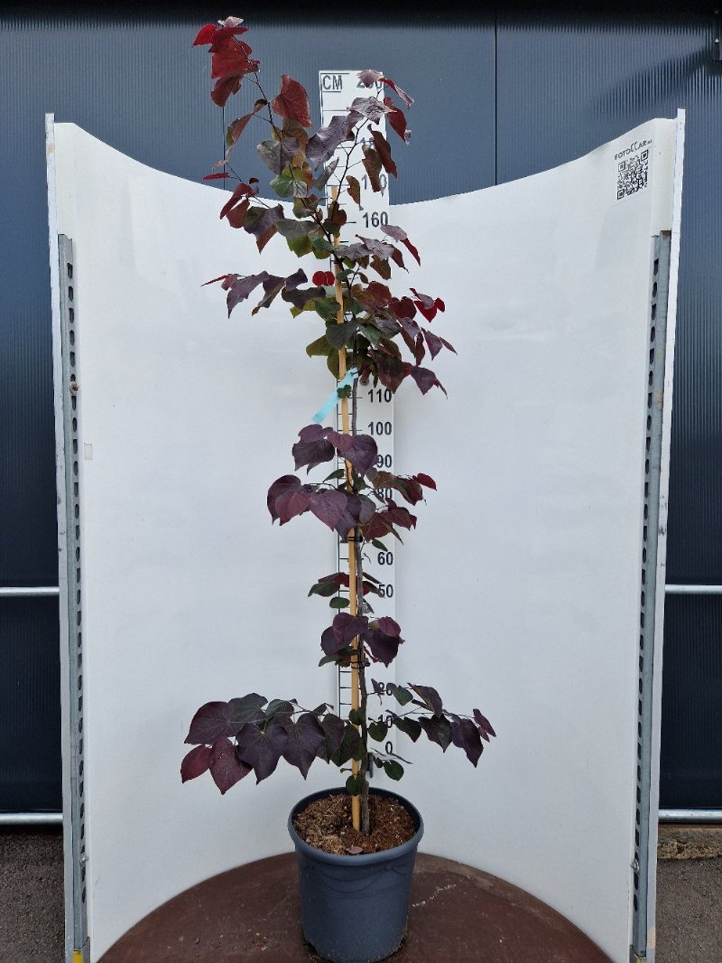 Cercis can. 'Ace of Spades' - C20 175-200 CM