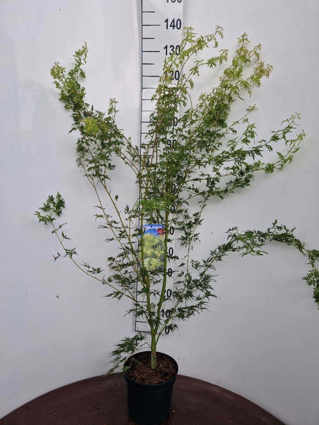 Acer pal. 'Seiryu' - C5 60-80 CM