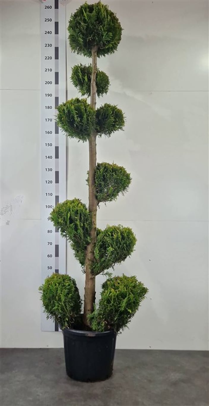 Chamaecyparis l. 'Yvonne' - 200-220 CM Pon Pon Container