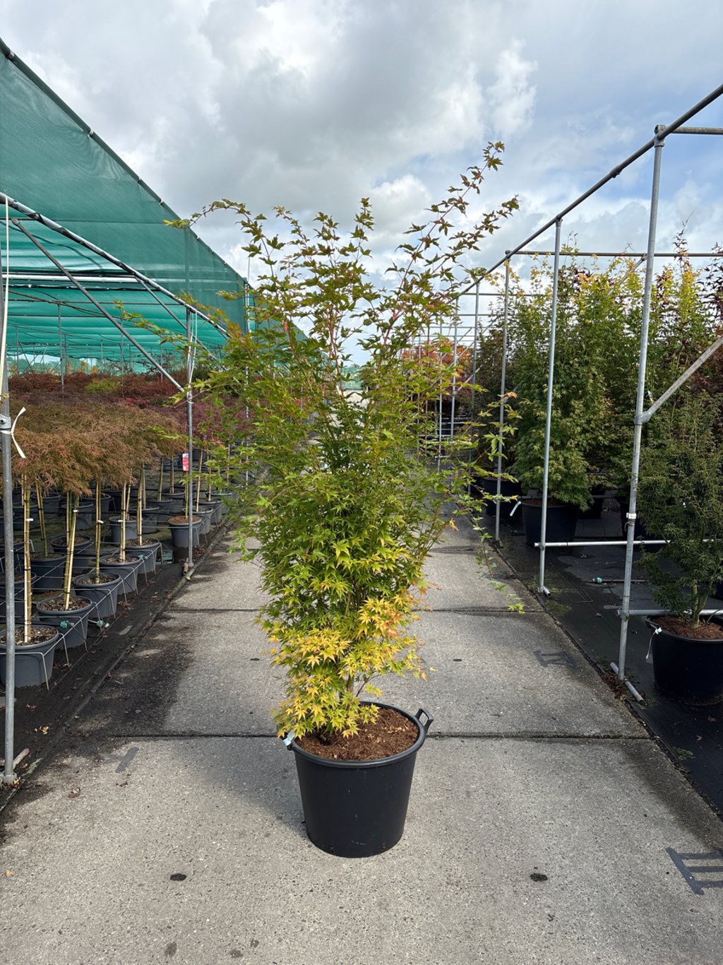 Acer pal. 'Sangokaku' - C65 175-200 CM