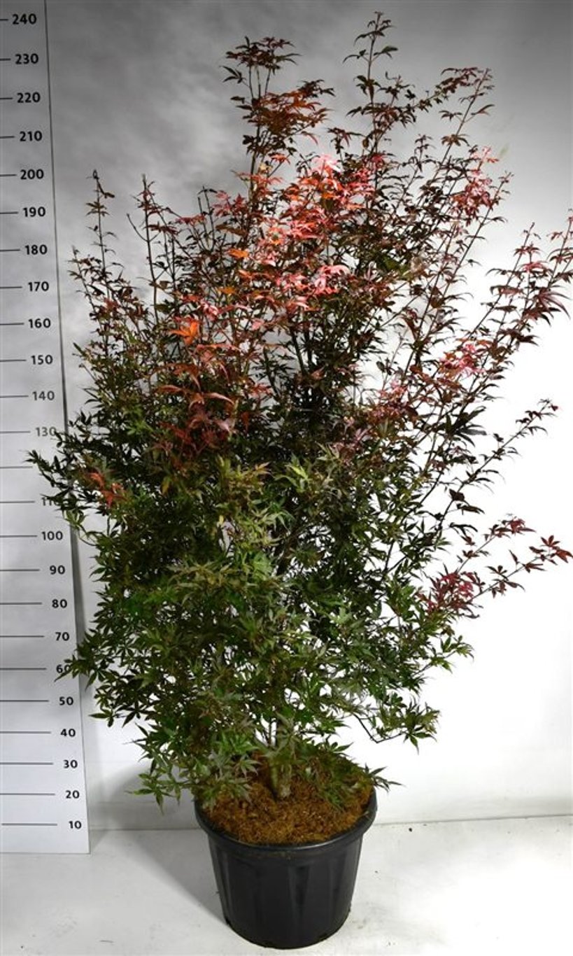 Acer pal. 'Skeeter's Broom' - C45 200-250 CM