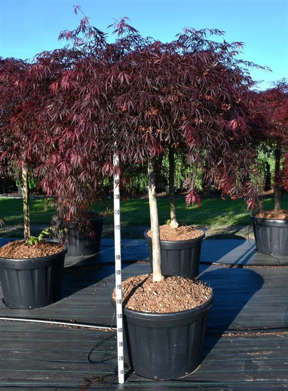 Acer pal. 'Inaba-shidare' - 130 CM Stem Cont.