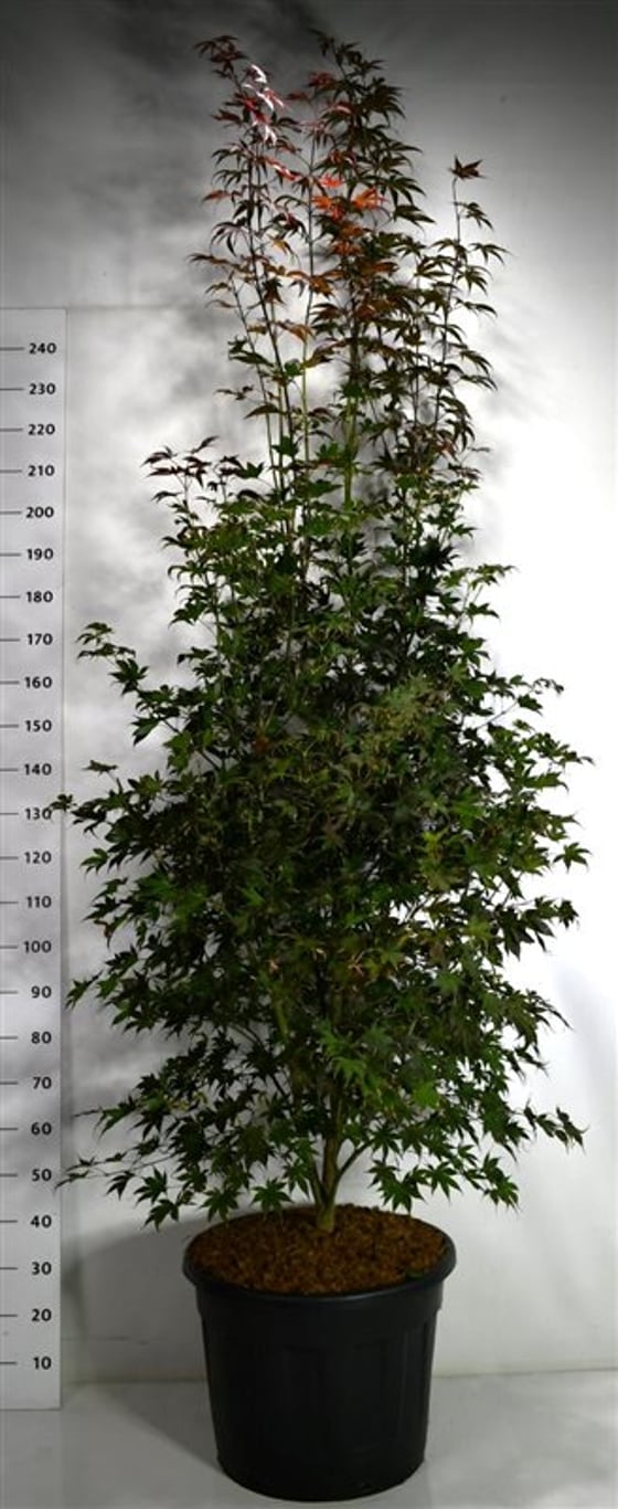 Acer pal. 'Bloodgood' - C70 200-225 CM