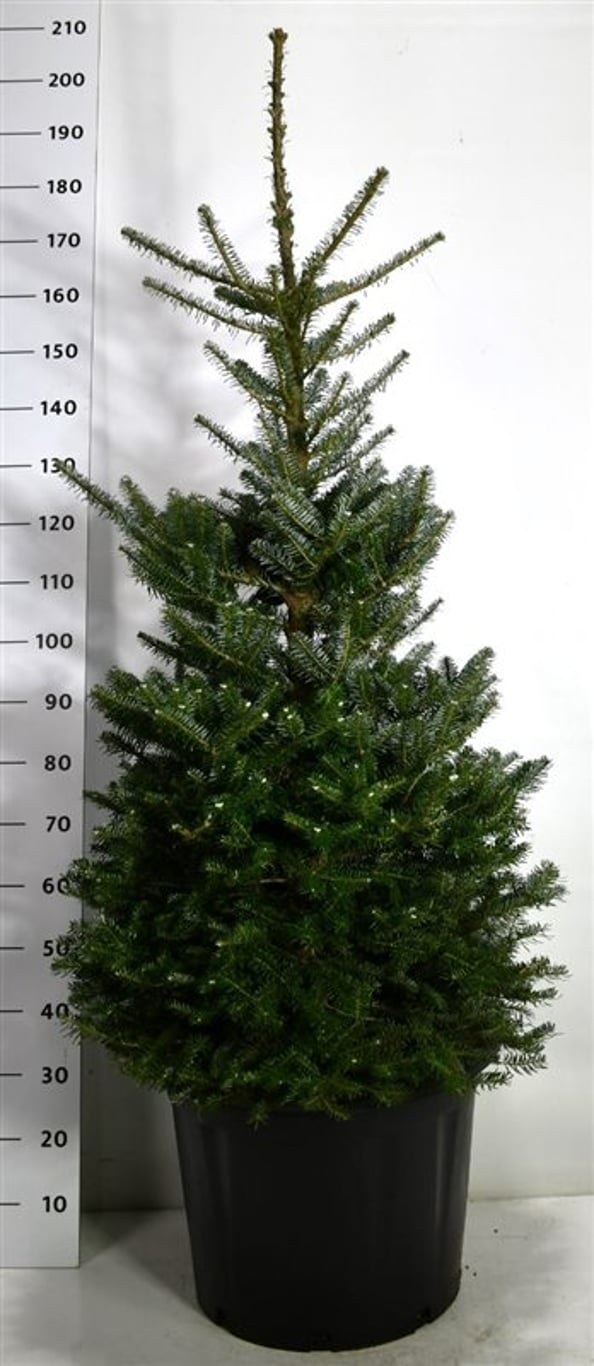 Abies koreana - C65 125-150 CM