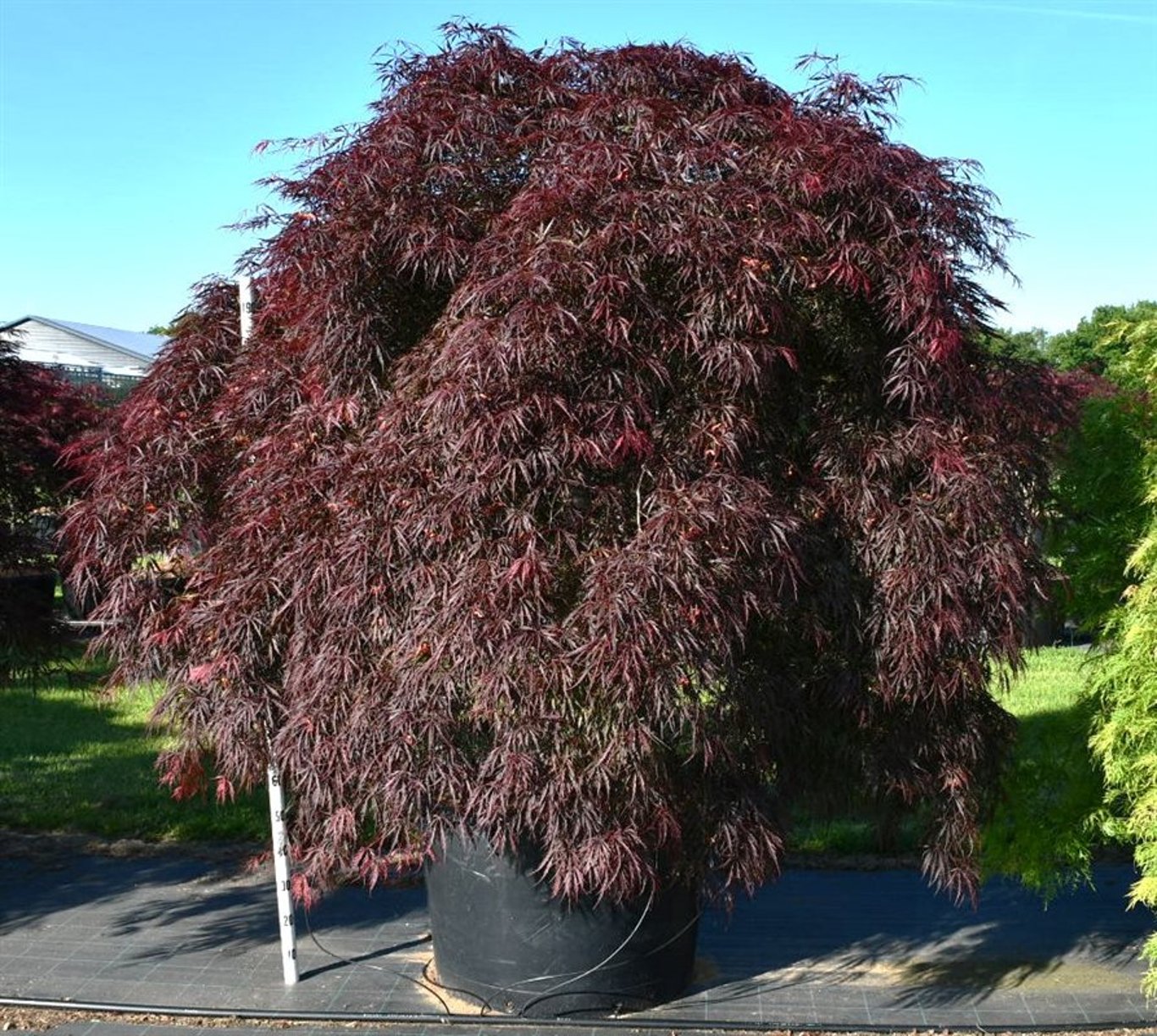 Acer pal. 'Inaba-shidare' - 110 CM Stem Cont.