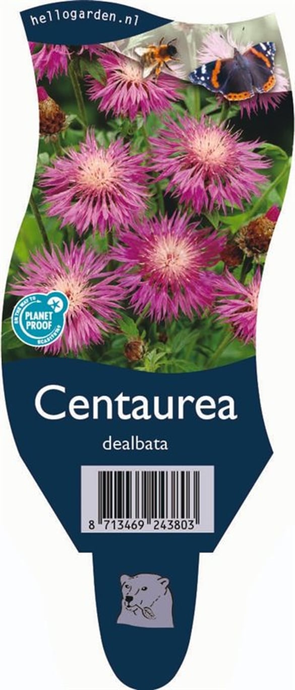 Centaurea dealbata - P11