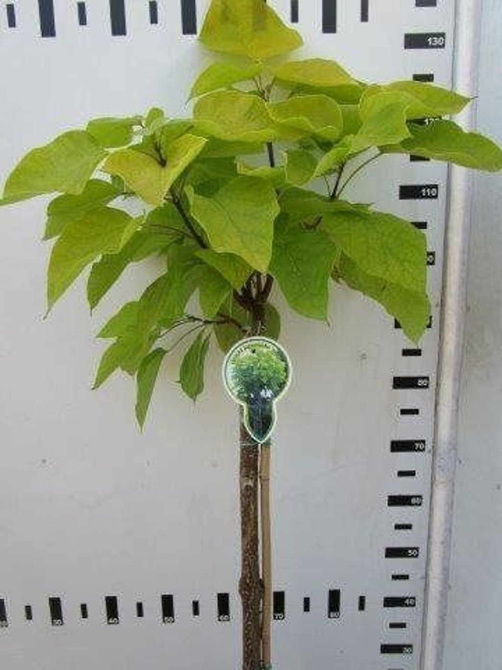 Catalpa bignonioides 'Aurea' - 120 CM Stem C7.5
