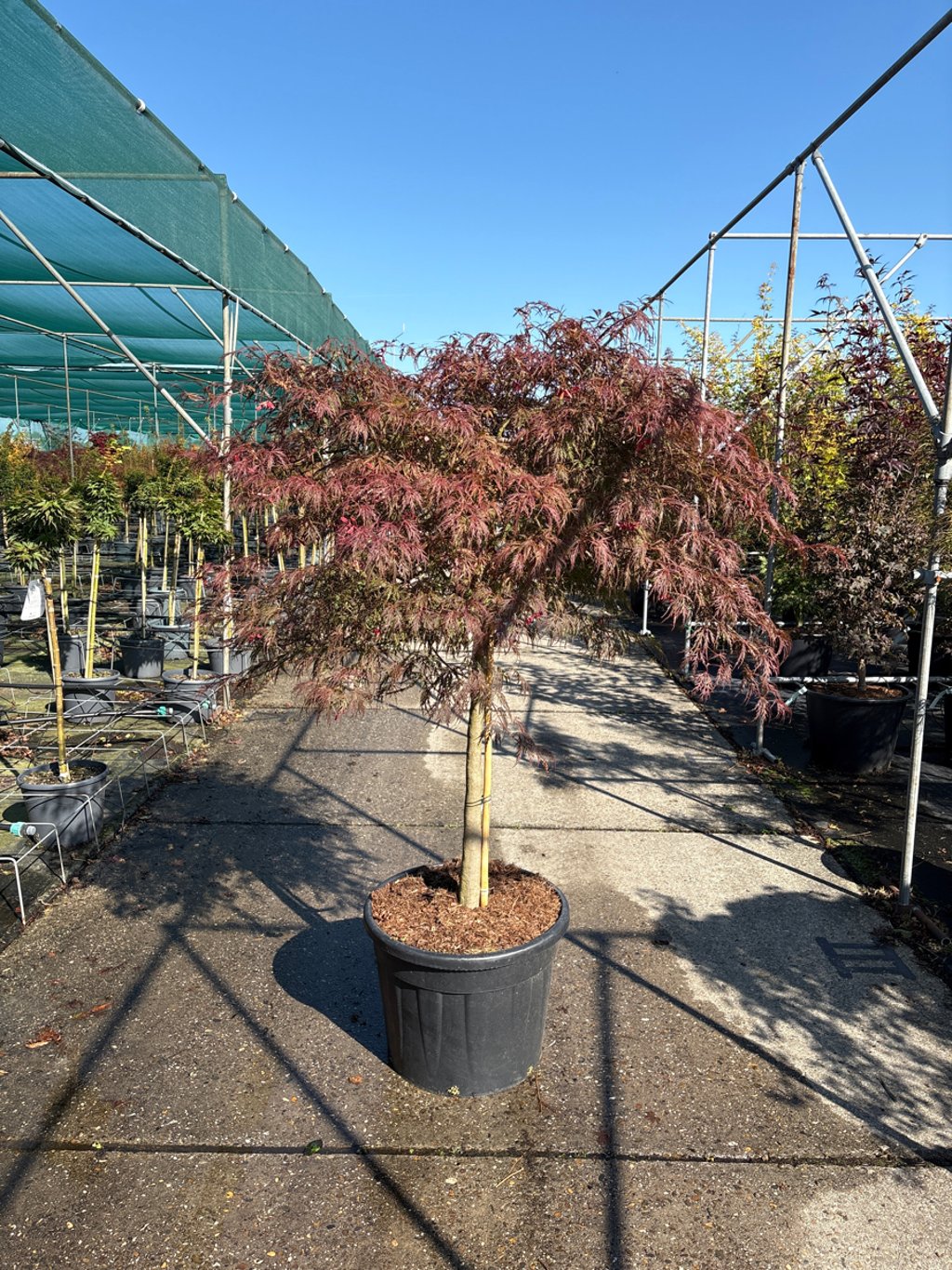 Acer pal. 'Garnet' - 80 CM Stem Cont.