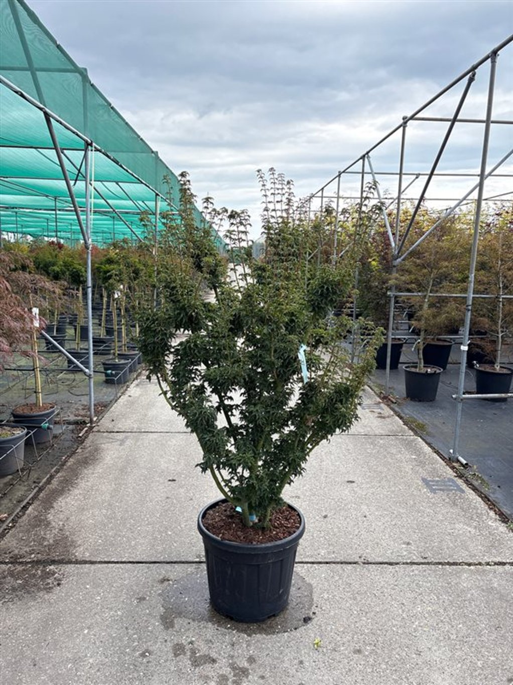 Acer pal. 'Shishigashira' - C65 150/+ CM