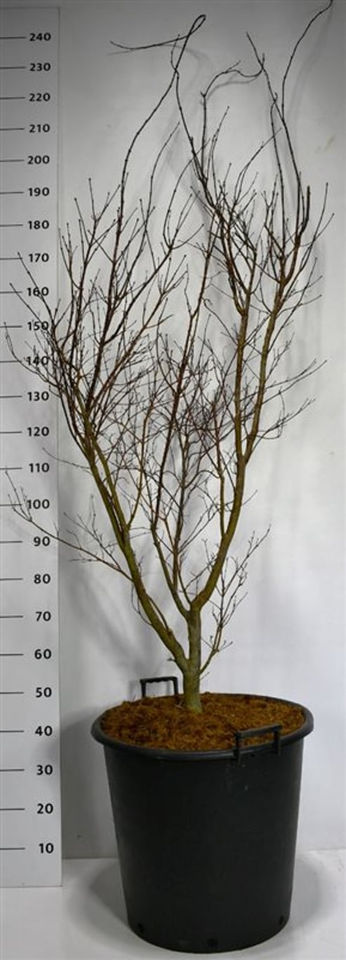 Acer pal. 'Fireglow' - C80 175-200 CM