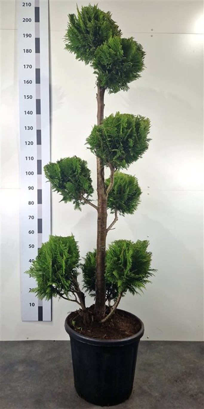 Chamaecyparis l. 'Yvonne' - 140-160 CM PonPon Cont.