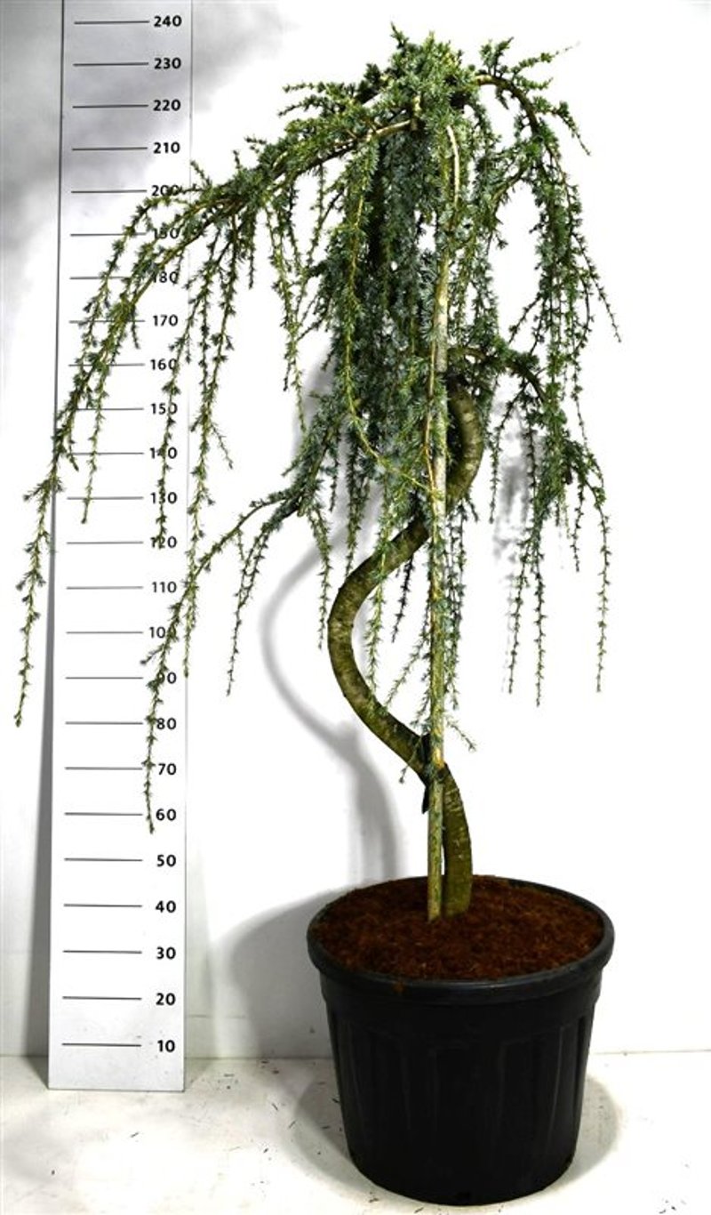 Cedrus atl. 'Glauca Pendula' - 160-180 CM Bonsai Cont.
