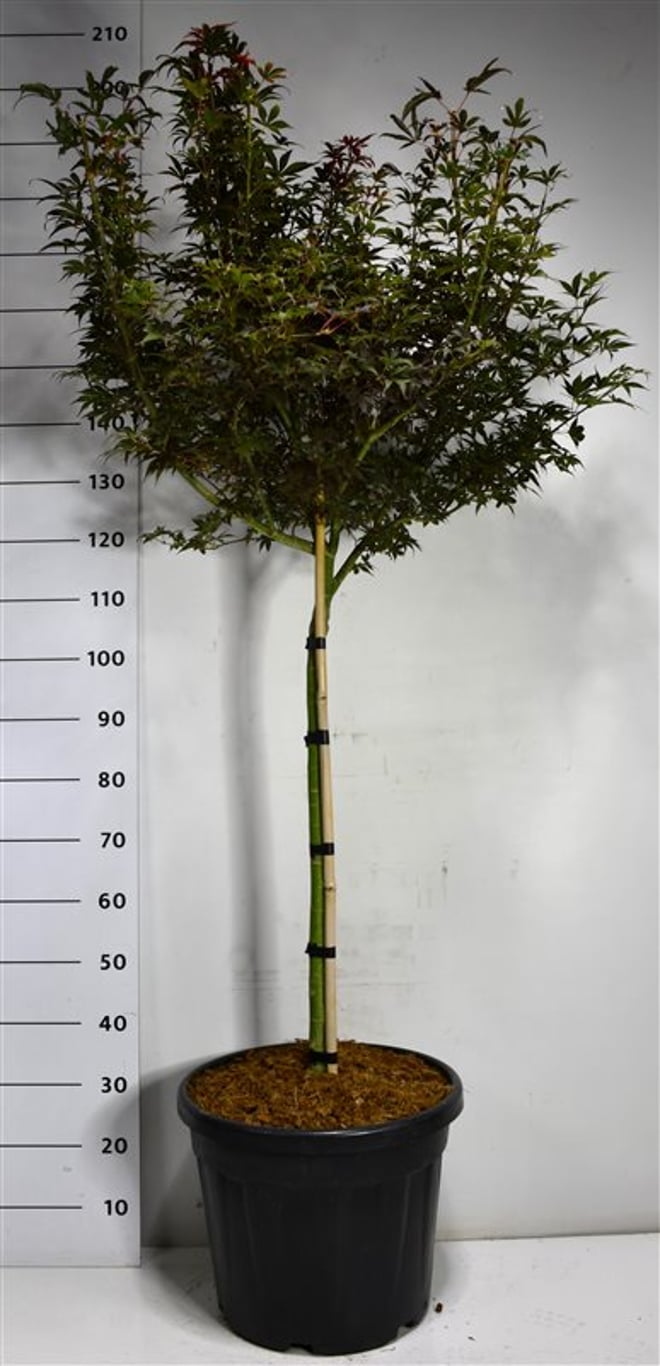 Acer pal. 'Skeeter's Broom' - 70 CM Stem C30